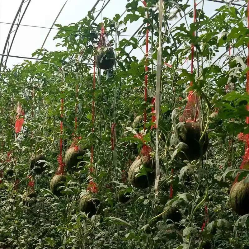 一村一品打造乡村产业,一村一品亿元村