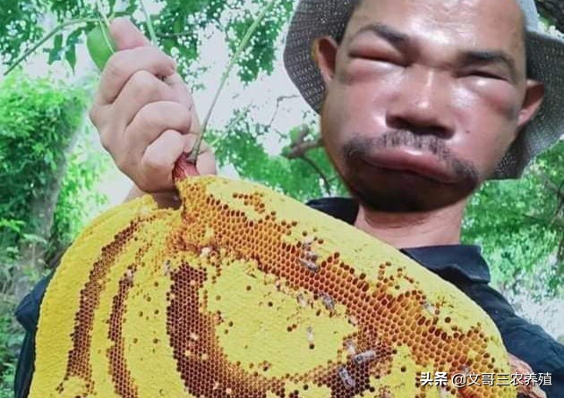 养蜂场蜜蜂爱蛰人怎么办?三个步骤彻底训化蜜蜂蛰人换习惯!