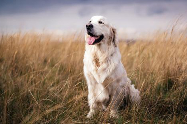 金毛毛短怎么回事？为啥我家金毛毛长不长，这些冷知识不可忽略