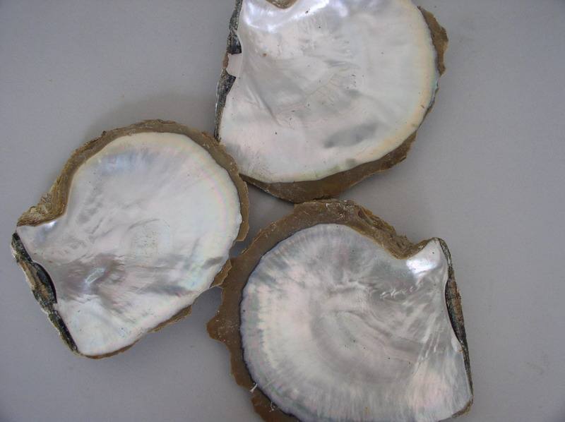 南洋千金珍珠,南洋珍珠之王