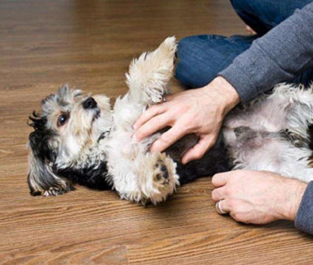 狗狗恨你的7大表现你家狗子有吗,狗狗有这些反应不是把你当主人