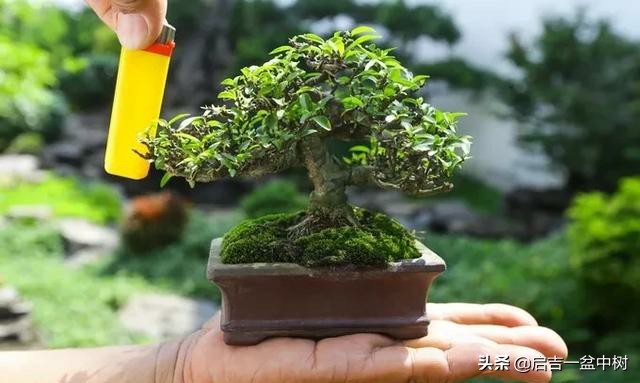 养盆景修身养性靠谱吗,农村养盆景能赚钱吗