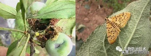 蛀干害虫是钻蛀害虫吗,果树枝干钻蛀害虫图片