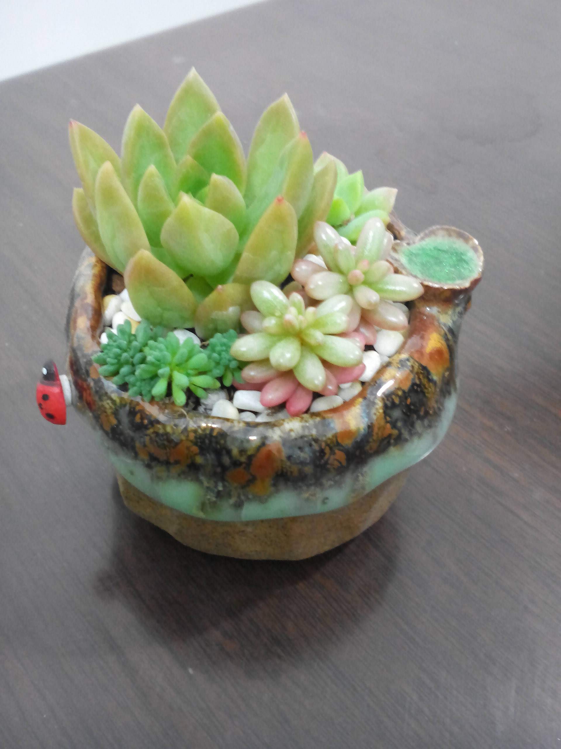 花卉烂根药好使吗,花卉烂根后用什么肥好些