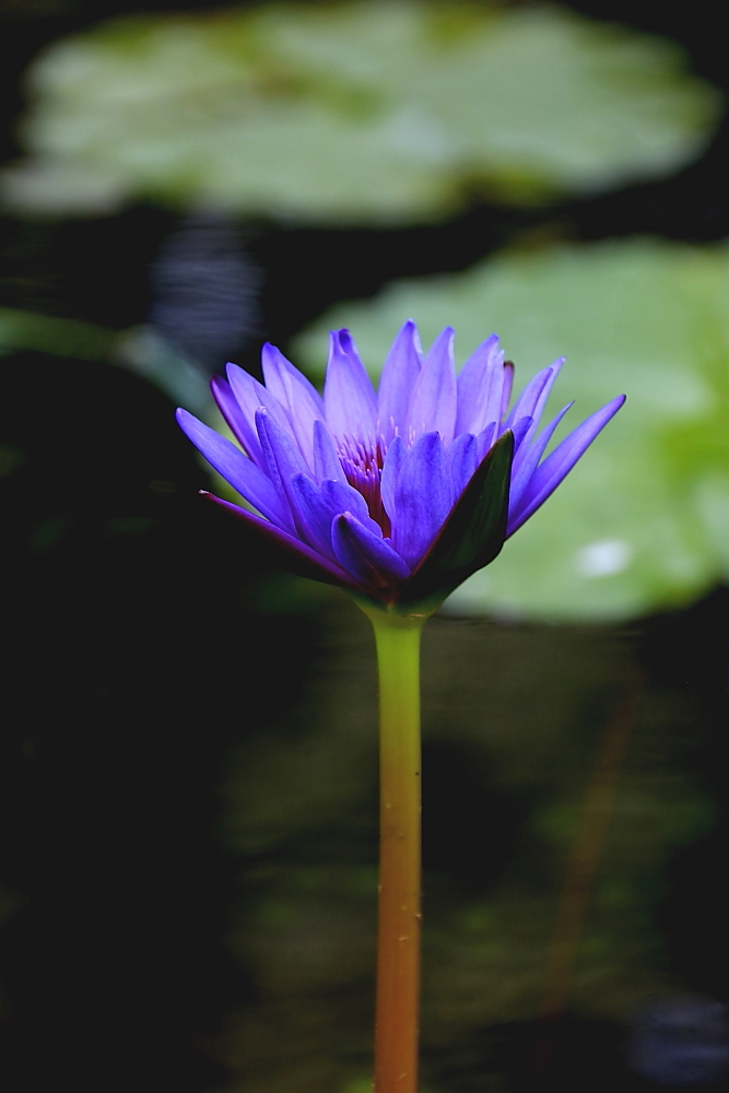 植物园的景；青山吹奏《红河谷》（F调）半音阶口琴演奏第二版