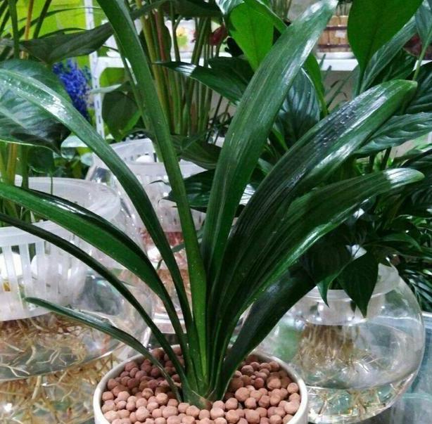 瀹堕噷鍏婚緹鐢ㄤ粈涔堣嵂,瀹堕噷鍏婚緹鎬庝箞闃叉榫熺梾