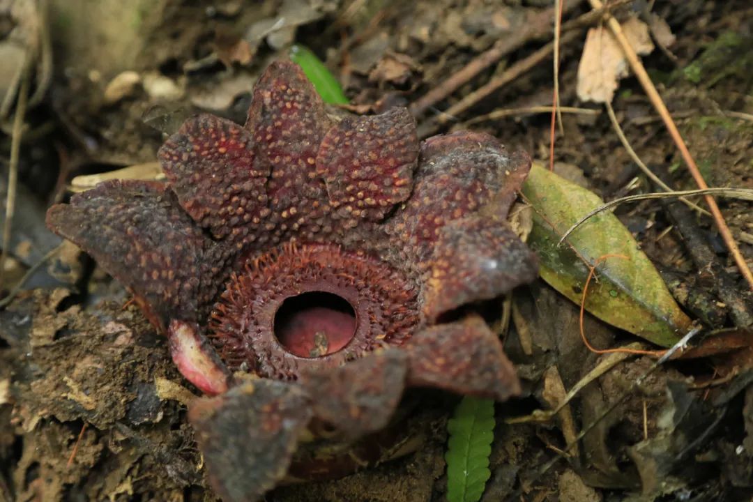 消失30年的寄生花再现,绝迹重生40