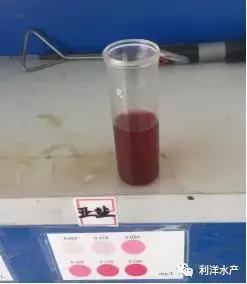 小棚虾养殖，对虾“蜕壳肉段”、黑鳃褐斑综合症，怎么办？