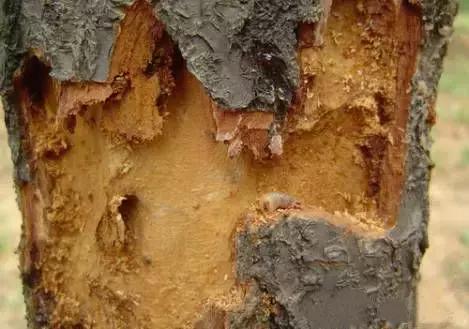 果树清园到底用什么药最好,冬季蜜柚清园管理要点