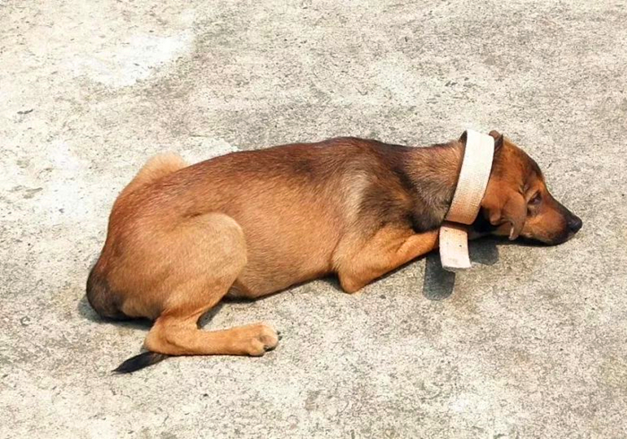 犬蛋白丢失性肠炎是什么引起的,犬蛋白丢失性肠炎