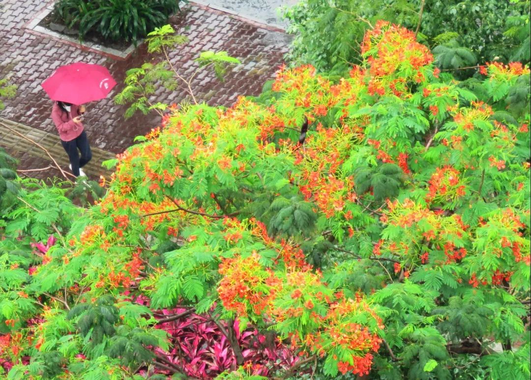 毕业季的凤凰花和栀子花,毕业季凤凰花开的时候