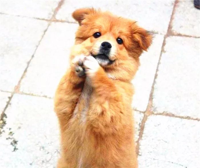 狗狗直立行走影响狗狗健康,狗狗长时间站立行走会不会受伤