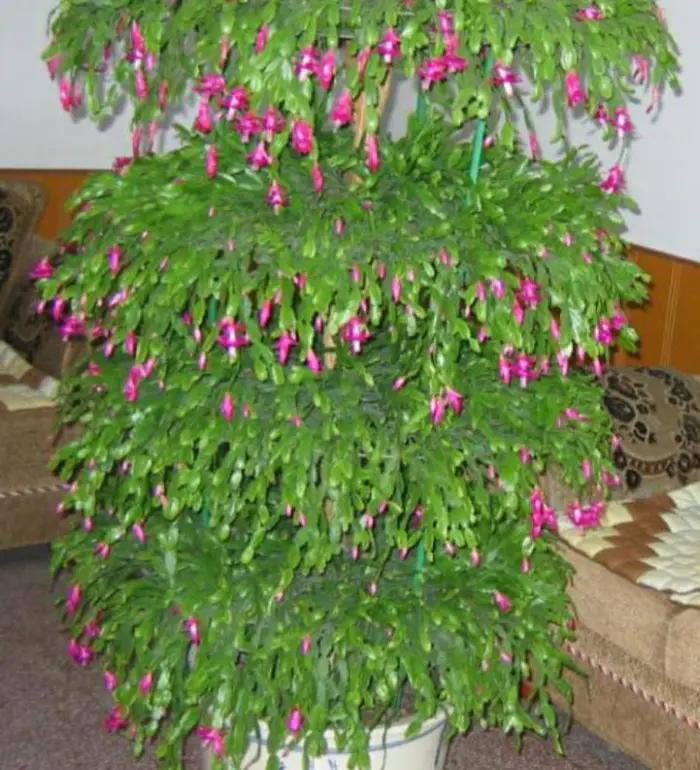 什么花怕阳光晒,什么花不怕阳光晒又不怕凉