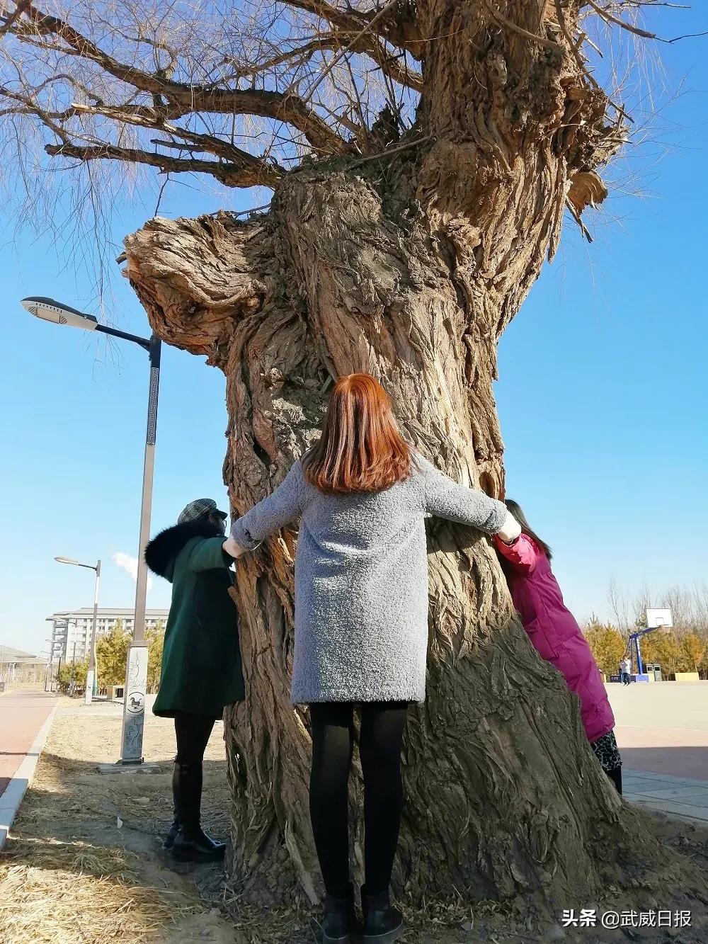 嘘！听说武威有棵树，四个人都抱不住