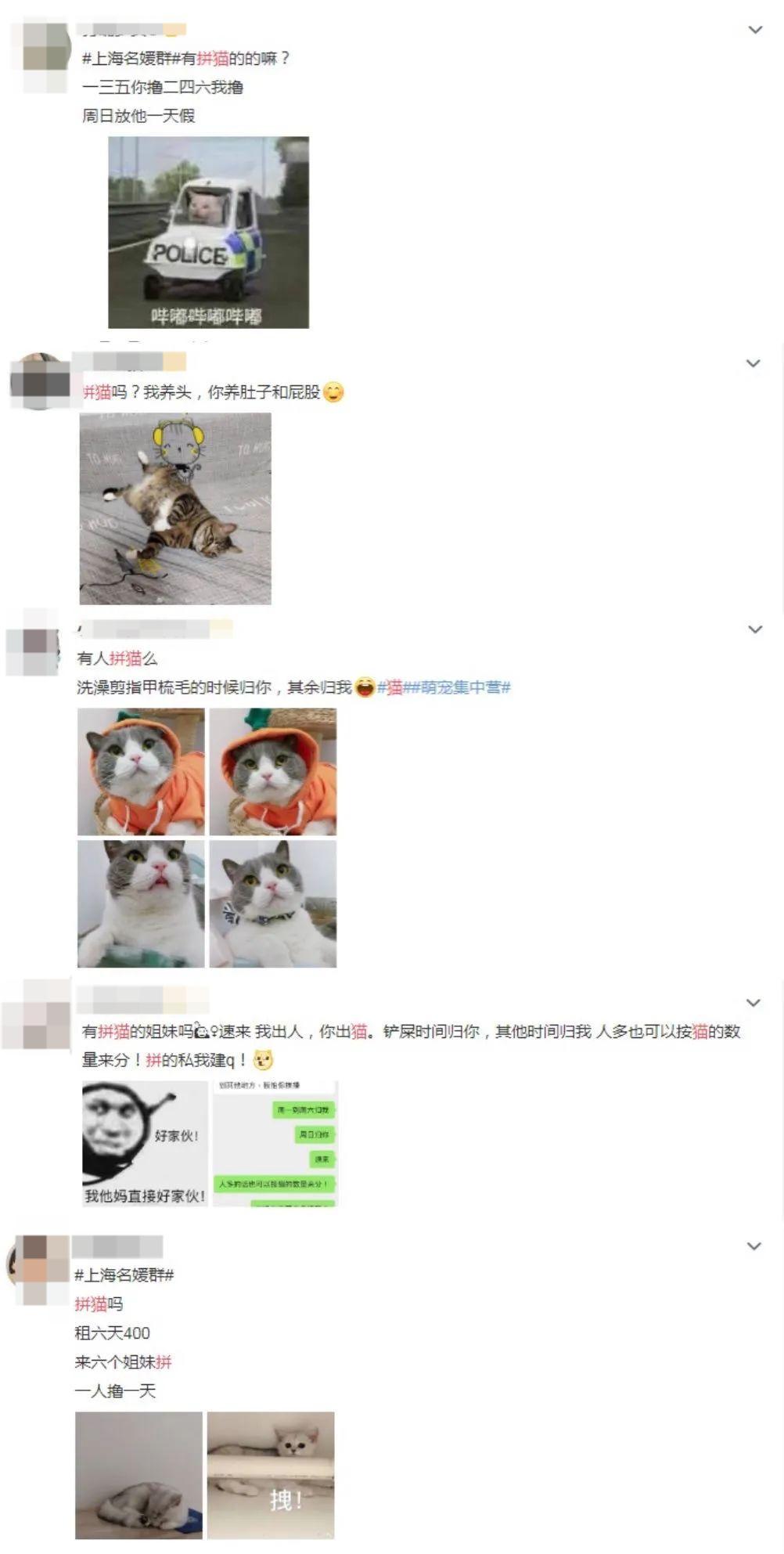 我们一起“拼猫”好不好？乖巧的时候归我，撒泼的时候归你