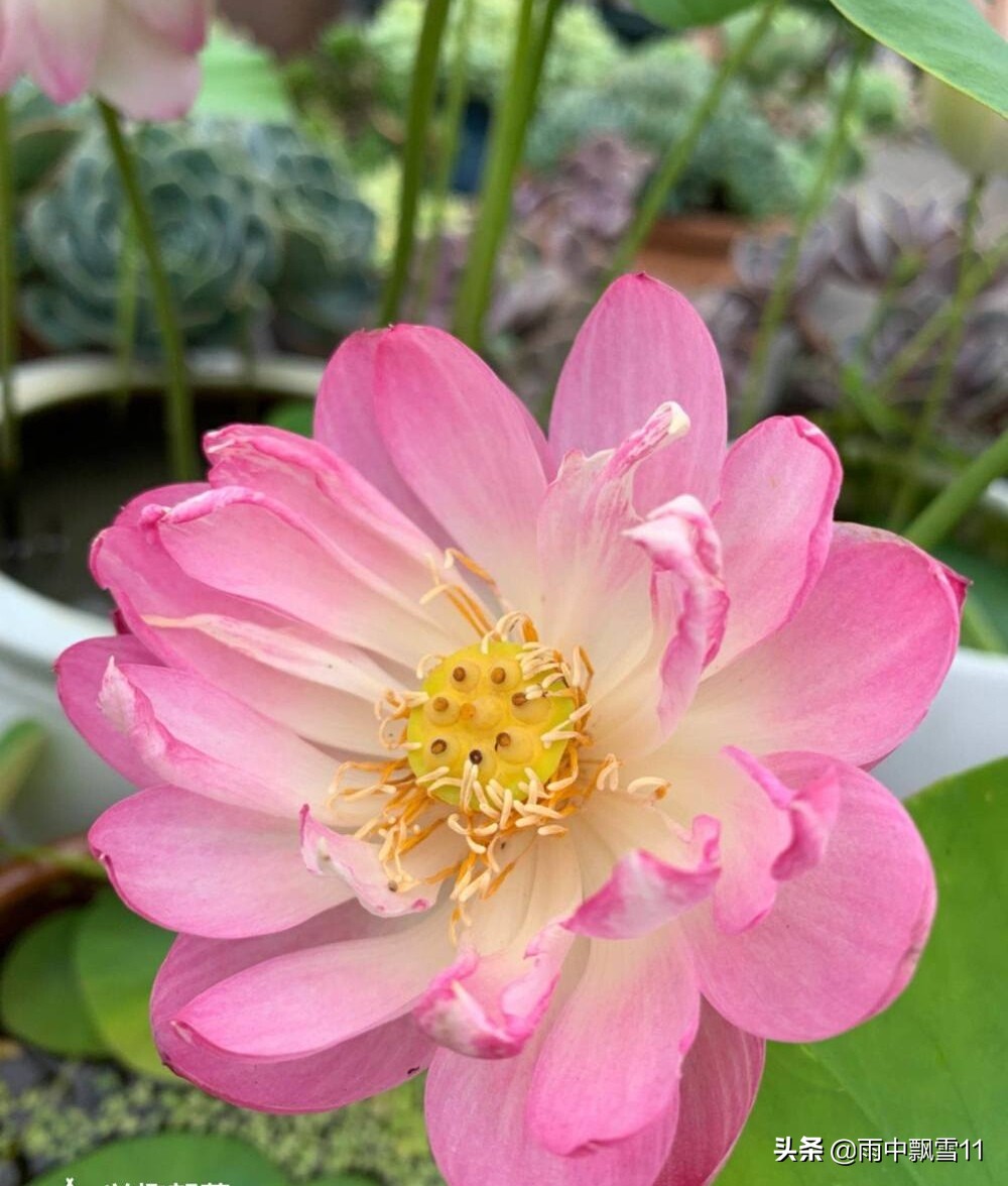 碗莲这样养，十有八九不开花？注意这5点，碗莲花大色更艳