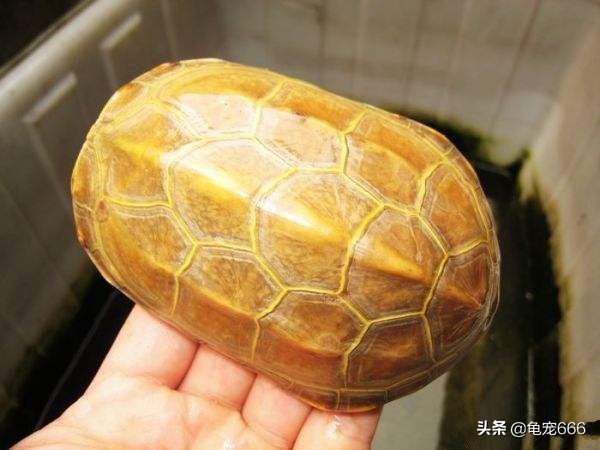 国龟魅力,国龟的韵味美的无法形容