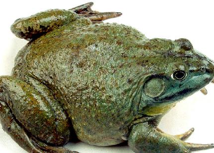 青蛙的养殖方法及注意事项,美国青蛙好不好养