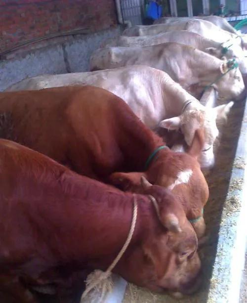 老手养牛20只一年赚多少钱,教养牛20只黄牛一年赚多少钱