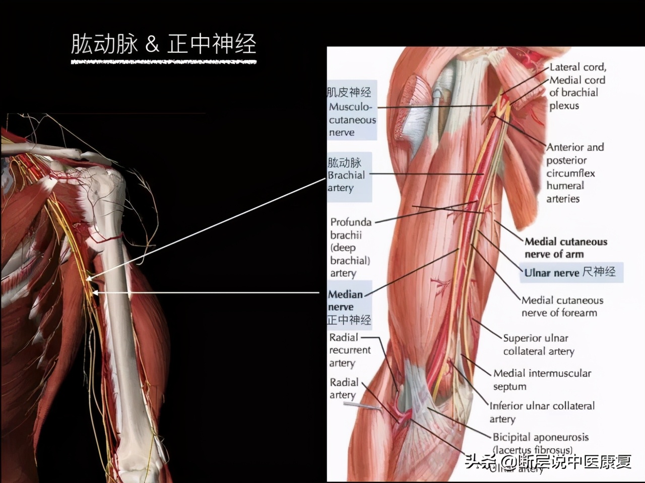 手臂人体解剖图讲解,手臂上举3d肌肉解剖讲解