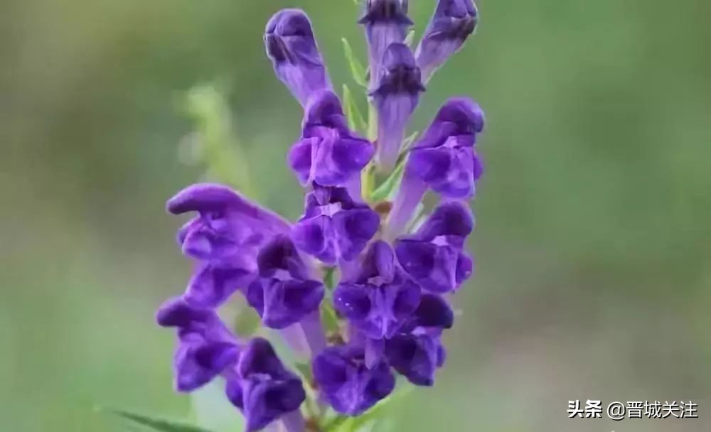 晋城市内古建遗址,晋城古县城