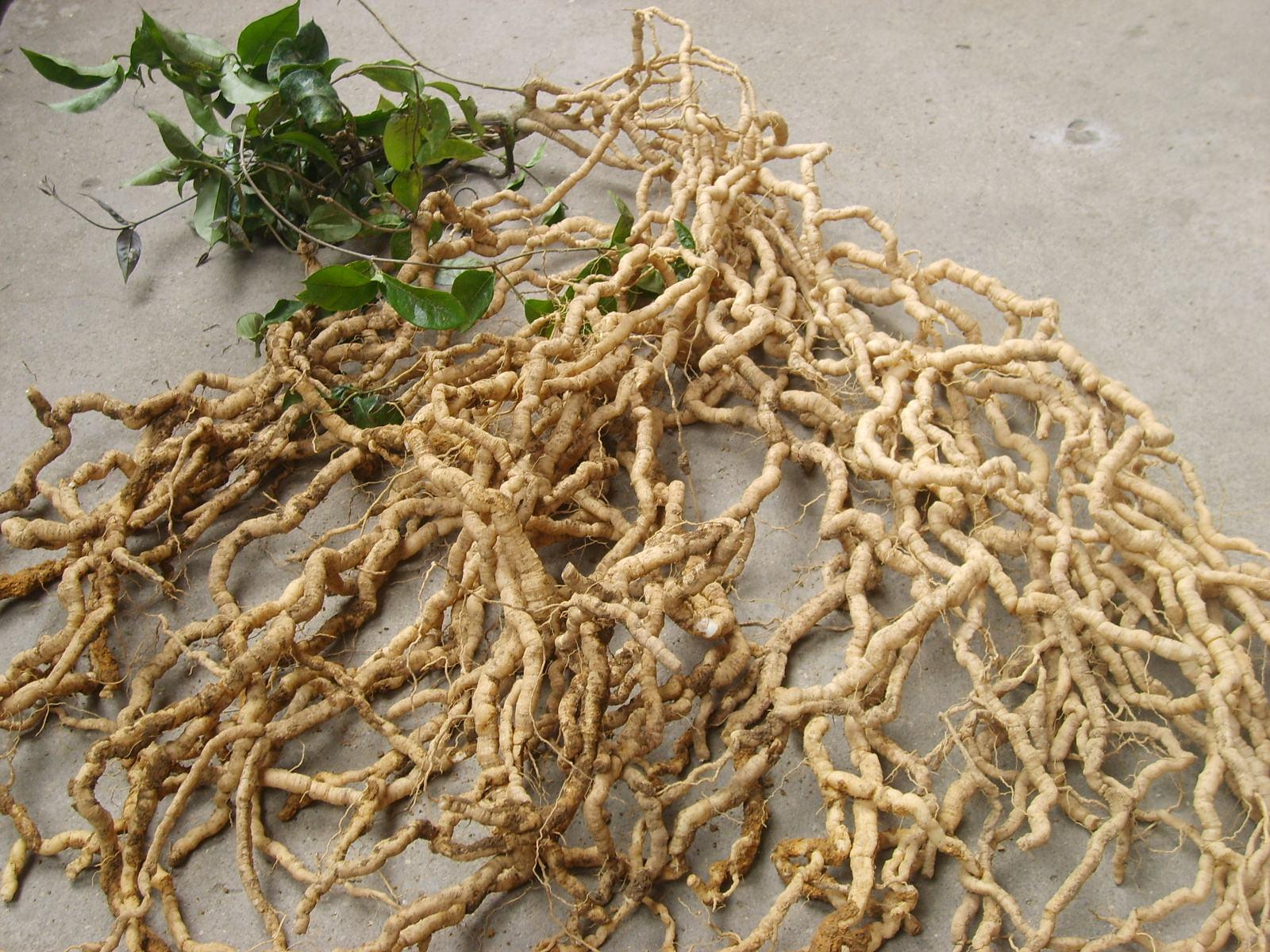 巴戟天生于山谷林下,巴戟天生长在哪些地区