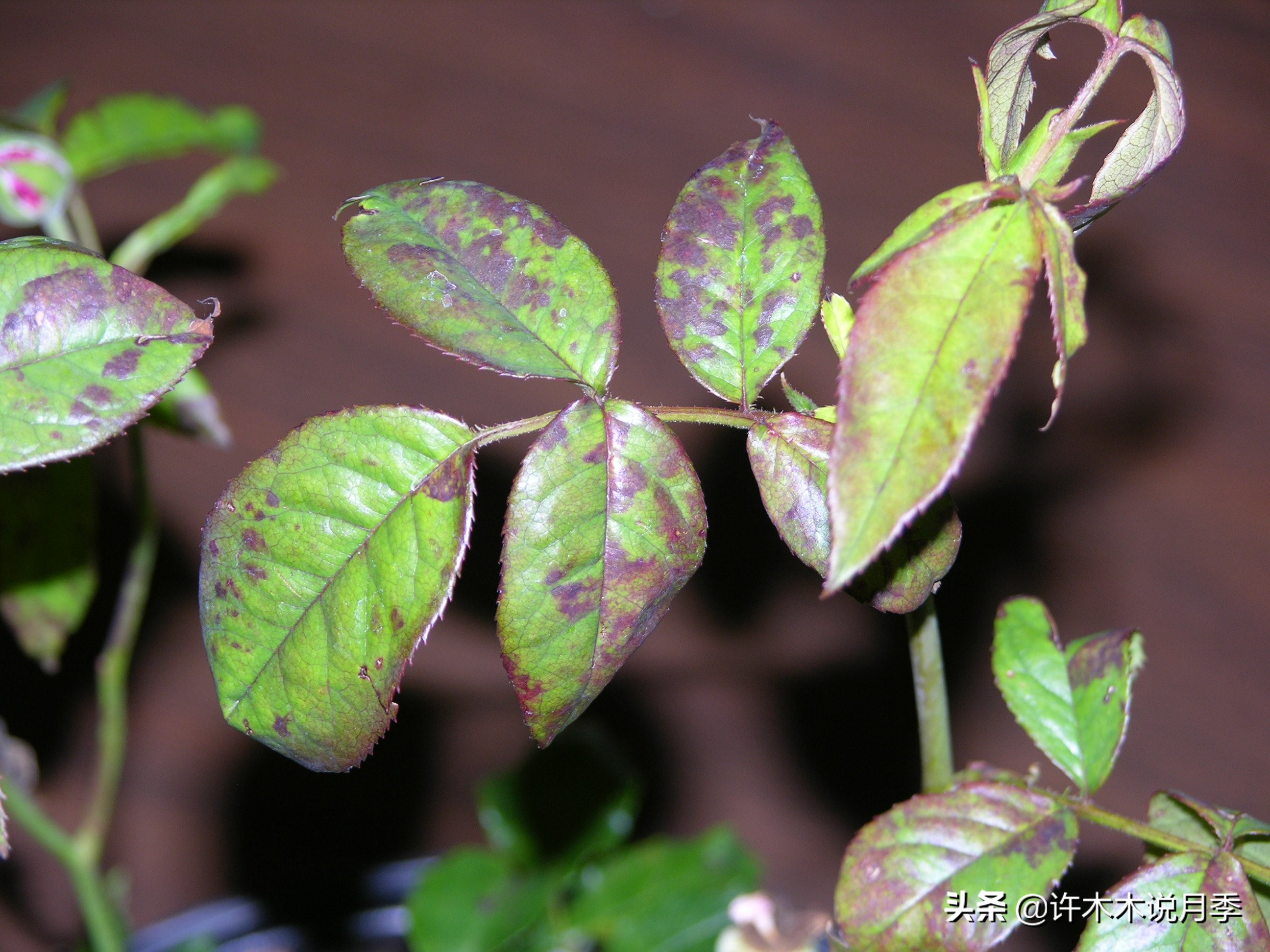 月季病害高清图,12种月季常见病害图解