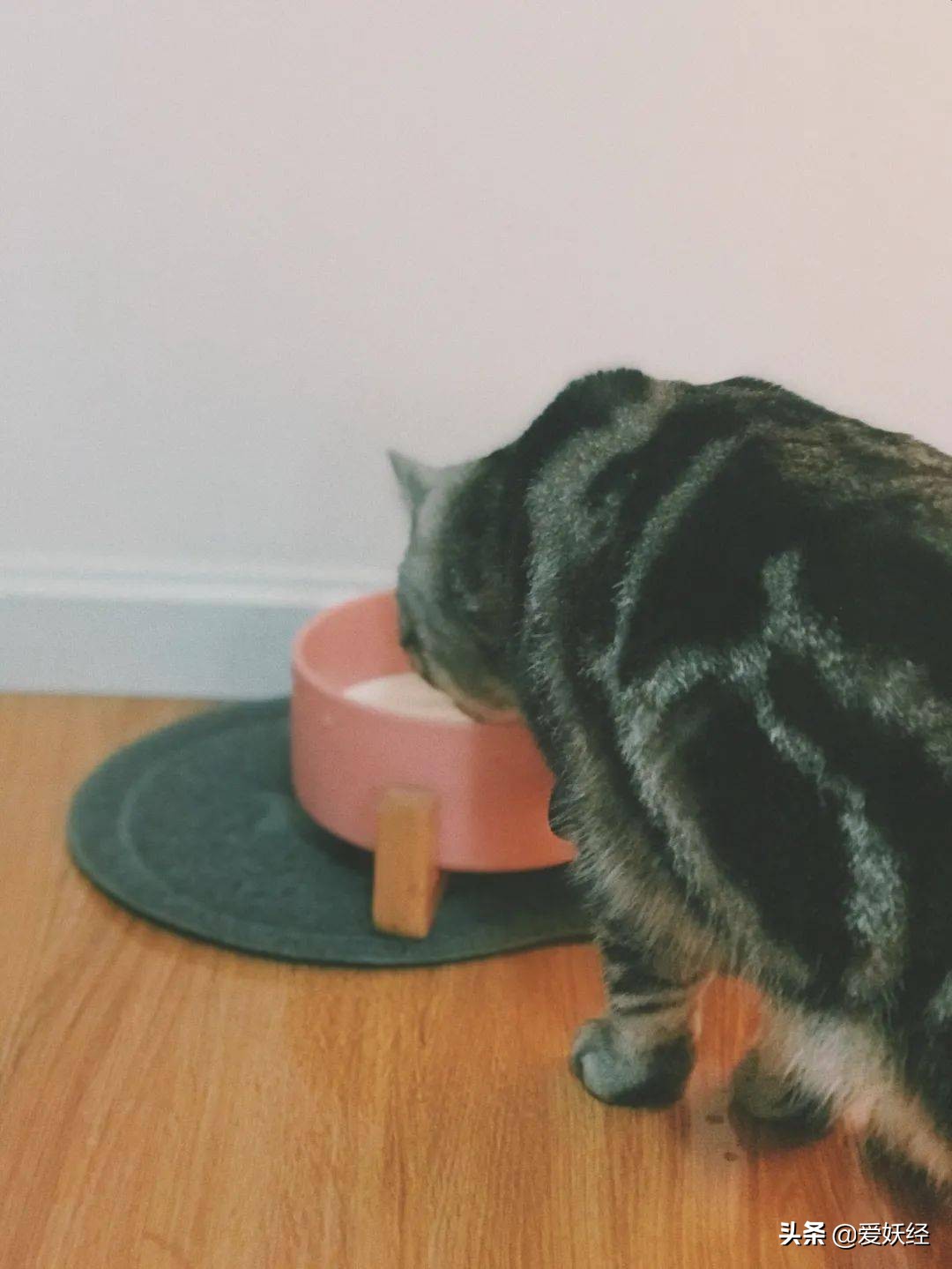 修正宠物羊奶粉测评,reddog红狗羊奶粉测评