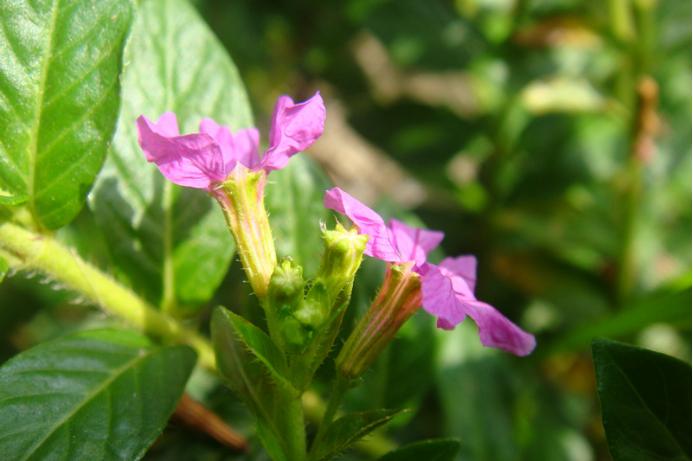 城市里的明珠图片大全,细叶雪茄花