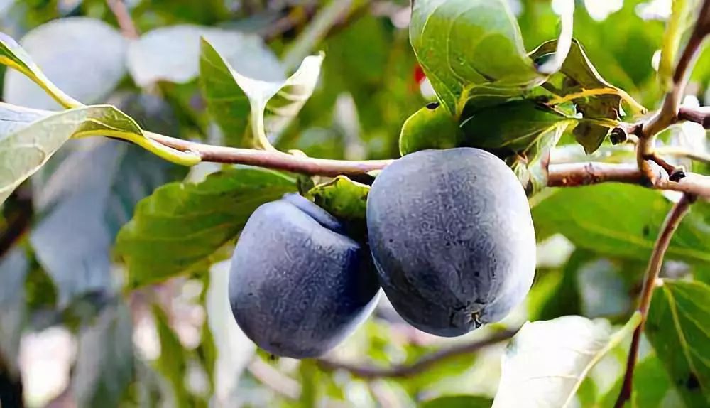 真的是活久见!长成这样居然能吃?