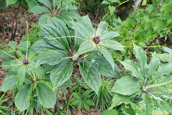 重楼病虫害专用药,重楼种植技术及病虫害防治