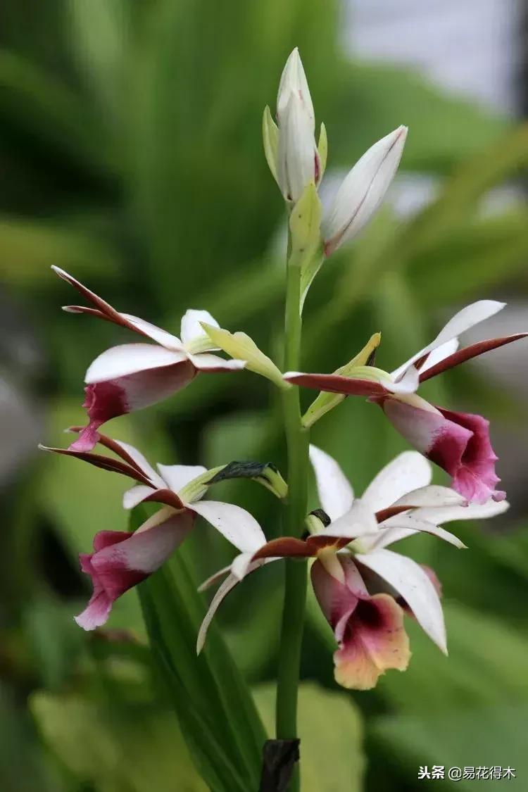 鹤顶兰讲解,鹤顶兰用什么土栽培最好