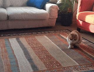 猫咪常见寄生虫病的介绍,猫咪寄生虫感染什么症状