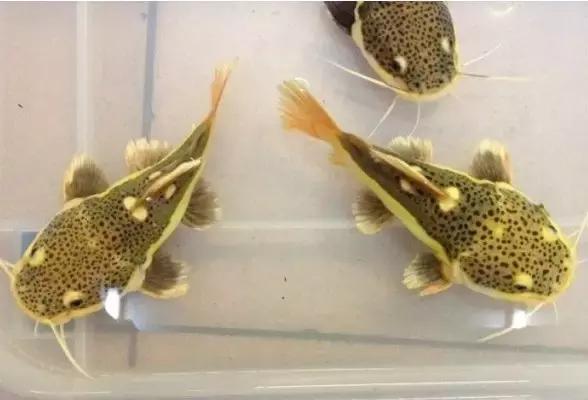 红色黄色的热带鱼是什么热带鱼,热带鱼类型有哪些