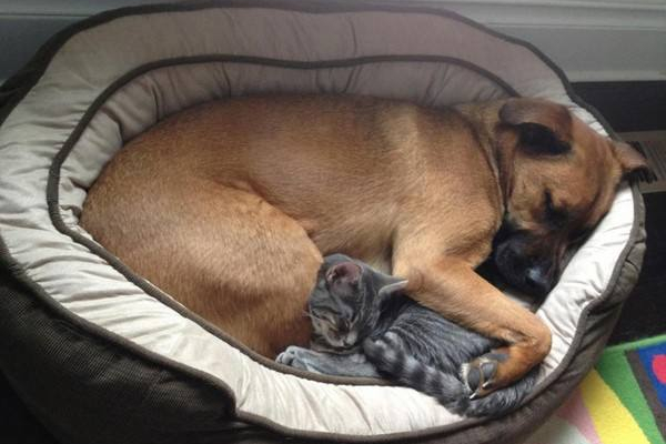 狗狗为什么老做梦,狗狗经常做梦是不是更聪明