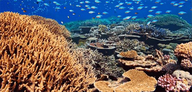 BBC最棒8部纪录片，强烈推荐孩子暑假看