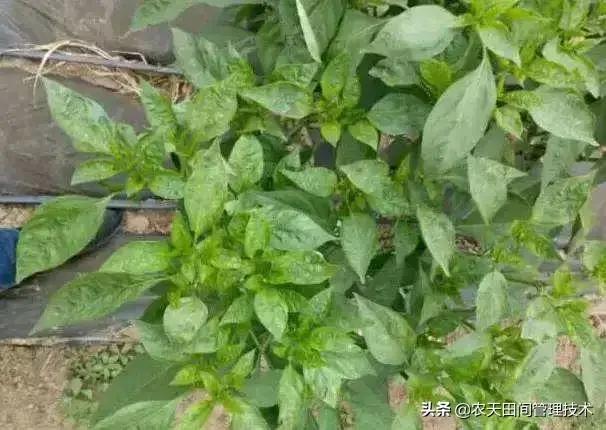 辣椒病毒病讲述与治疗方法，识别什么病毒病图片