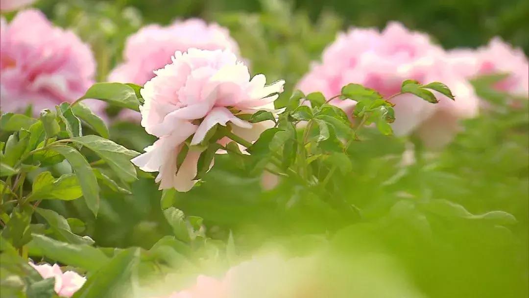 天津到菏泽看牡丹两日游,天津出发太行山旅游路线推荐