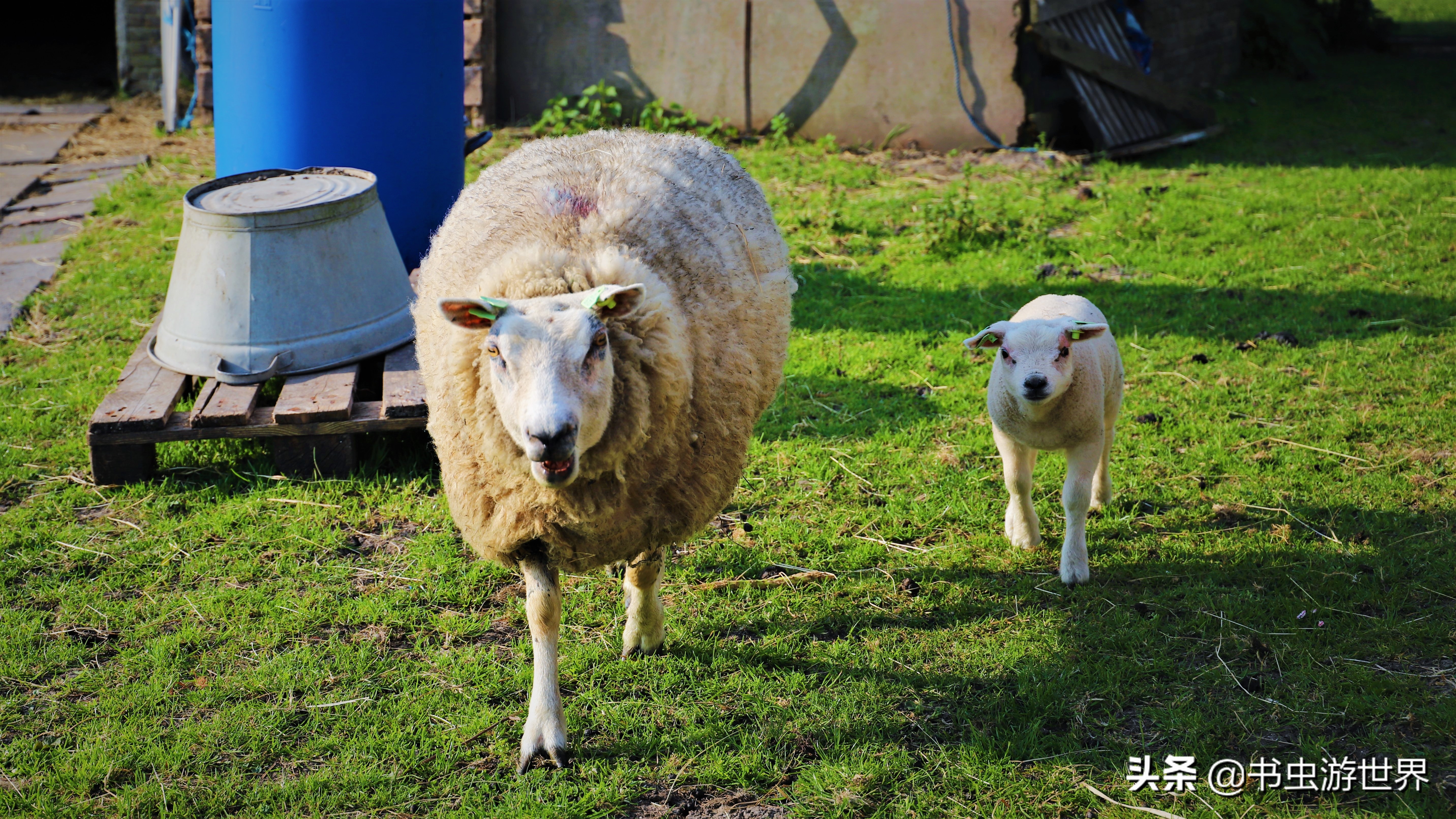 红顶小木屋,红顶绿墙小木屋