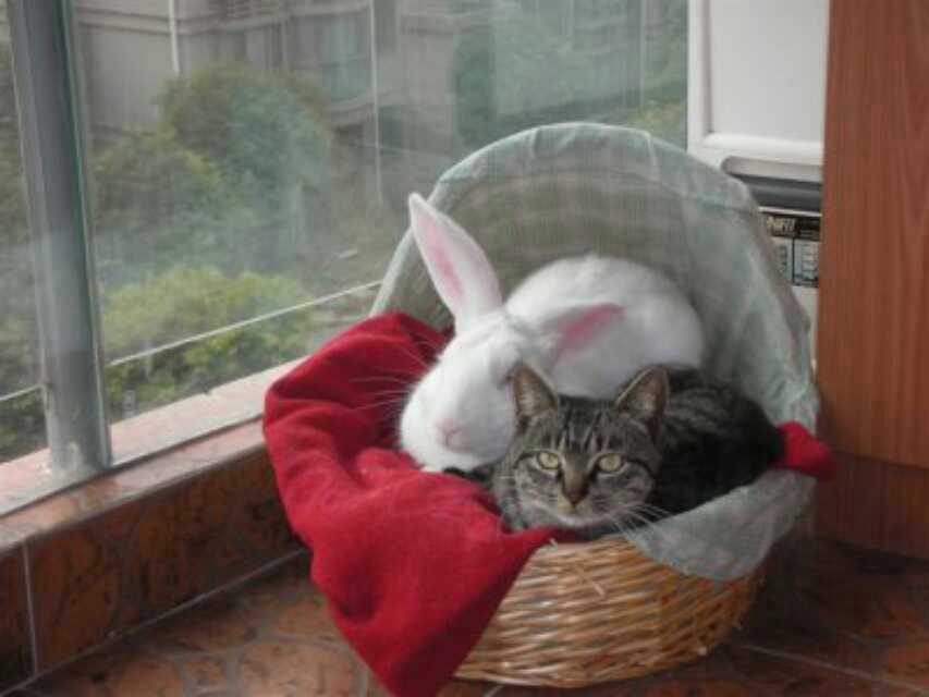 养荷兰猪和宠物兔怎么养比较好,荷兰猪和宠物兔哪个好养活