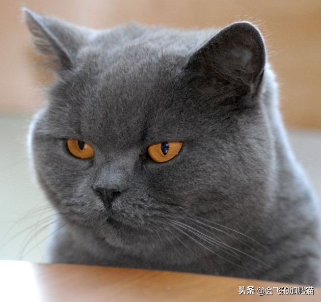 小店区英国短毛猫铲屎官,专业铲屎官视频