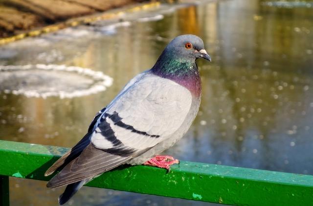 赛鸽大肠杆菌用活菌管用吗,养赛鸽技巧