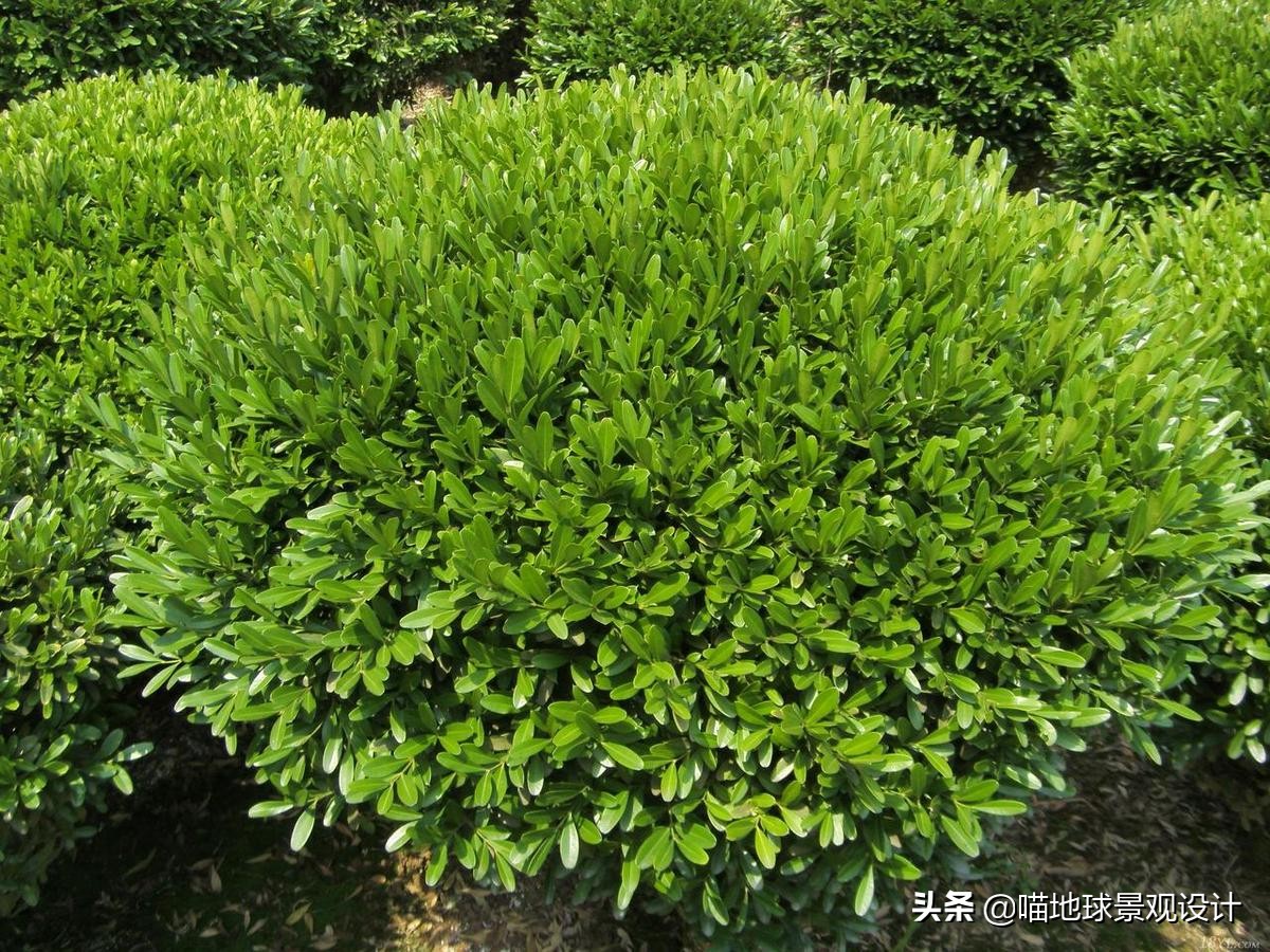 常见的灌木植物100种图片大全,灌木植物种类及图片