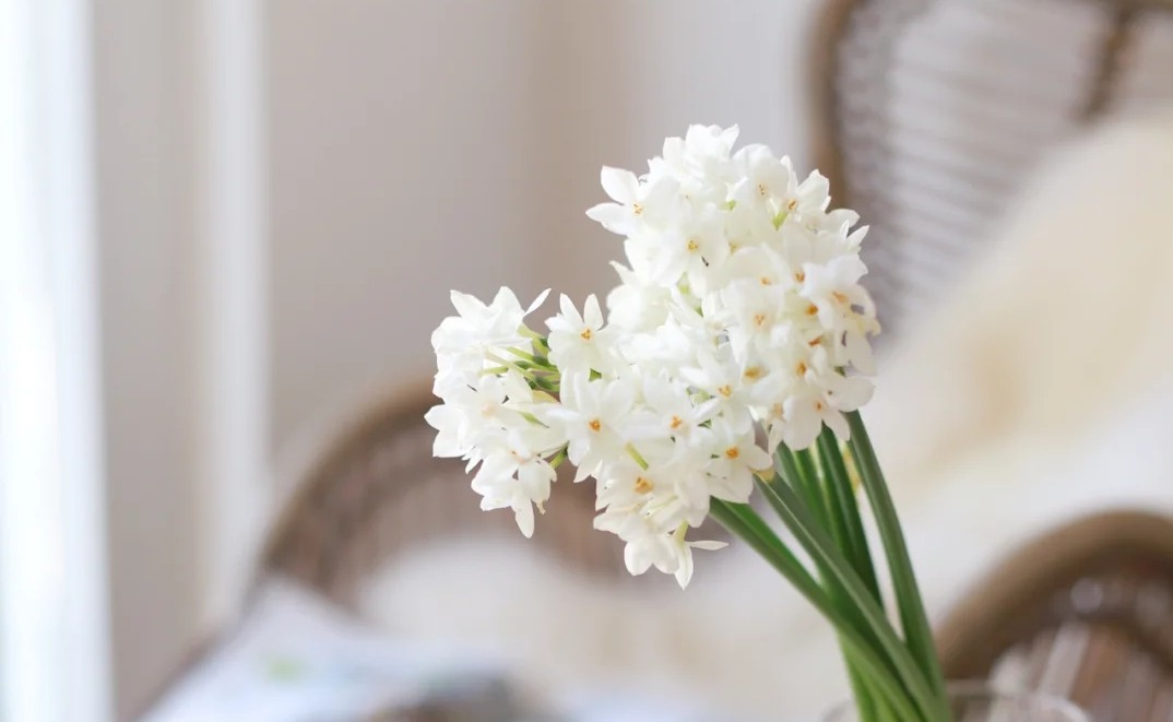 蓝色花花花语,花语是我喜欢你的花