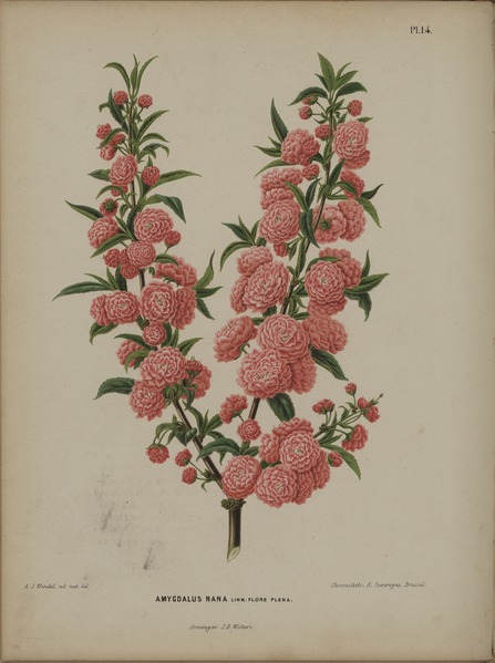 金黄的棣棠花图片,棣棠花还是棠棣花