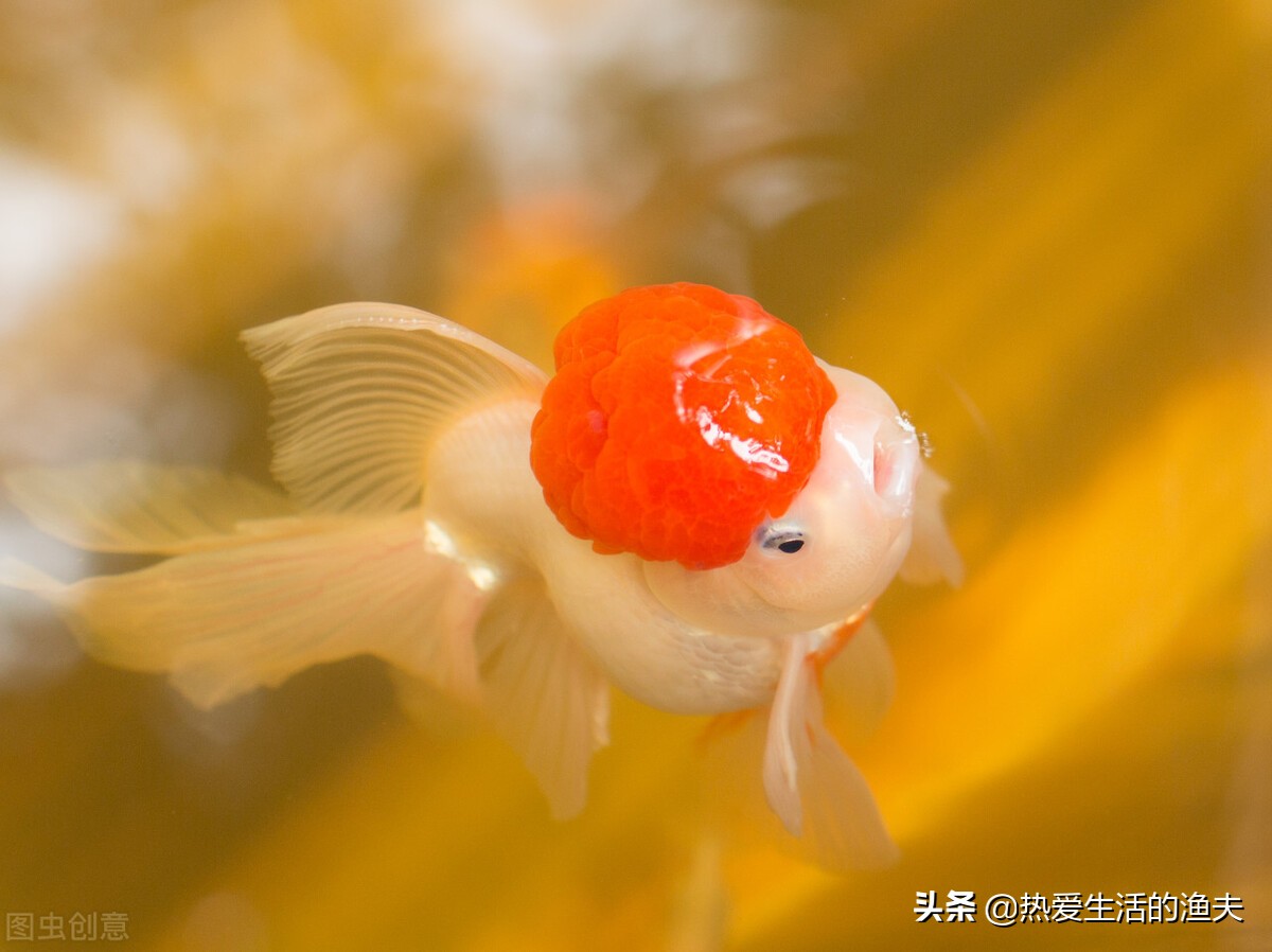 金鱼体表出血粘液过多不进食,金鱼出血最快治疗方法