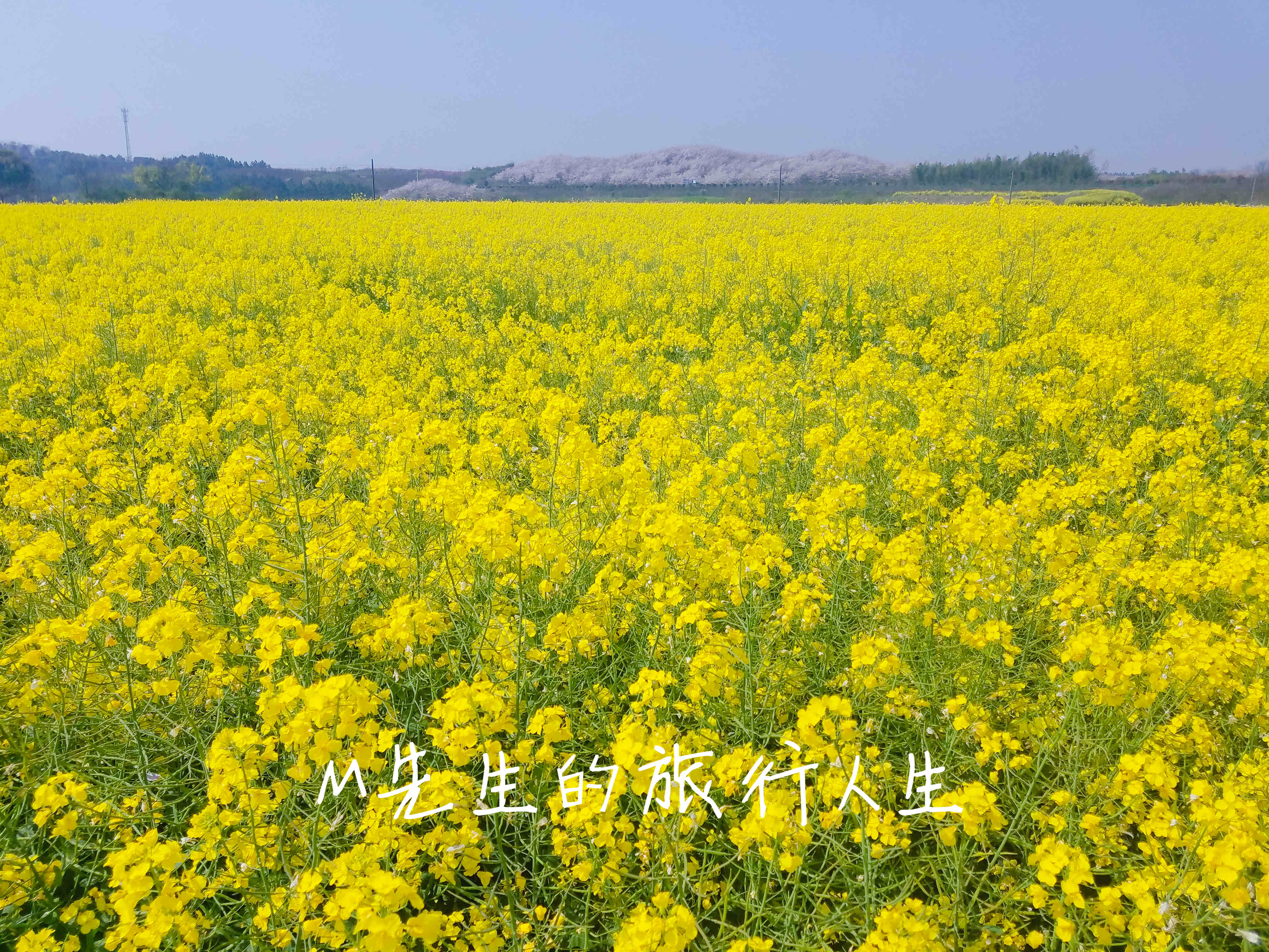 安徽郎溪的千亩樱花林，不逊色于无锡鼋头渚和上海的新赏花处