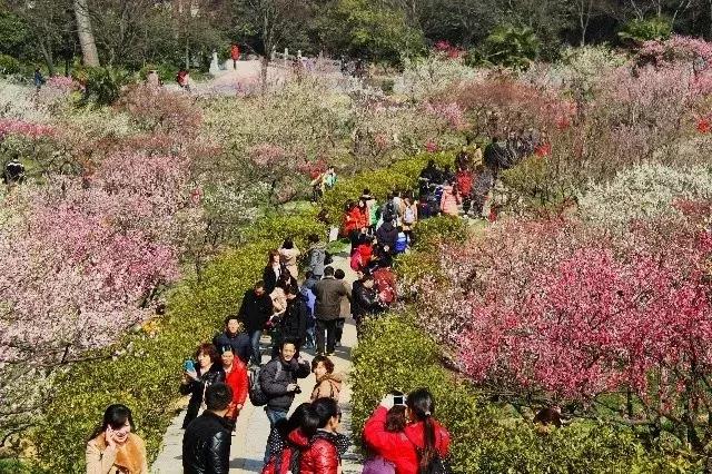 赏梅胜地景点在哪里有,江南赏梅胜地