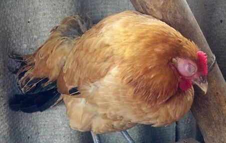 鸡眼睛肿流泪的原因你了解吗？鸡眼肿流泪怎么治？