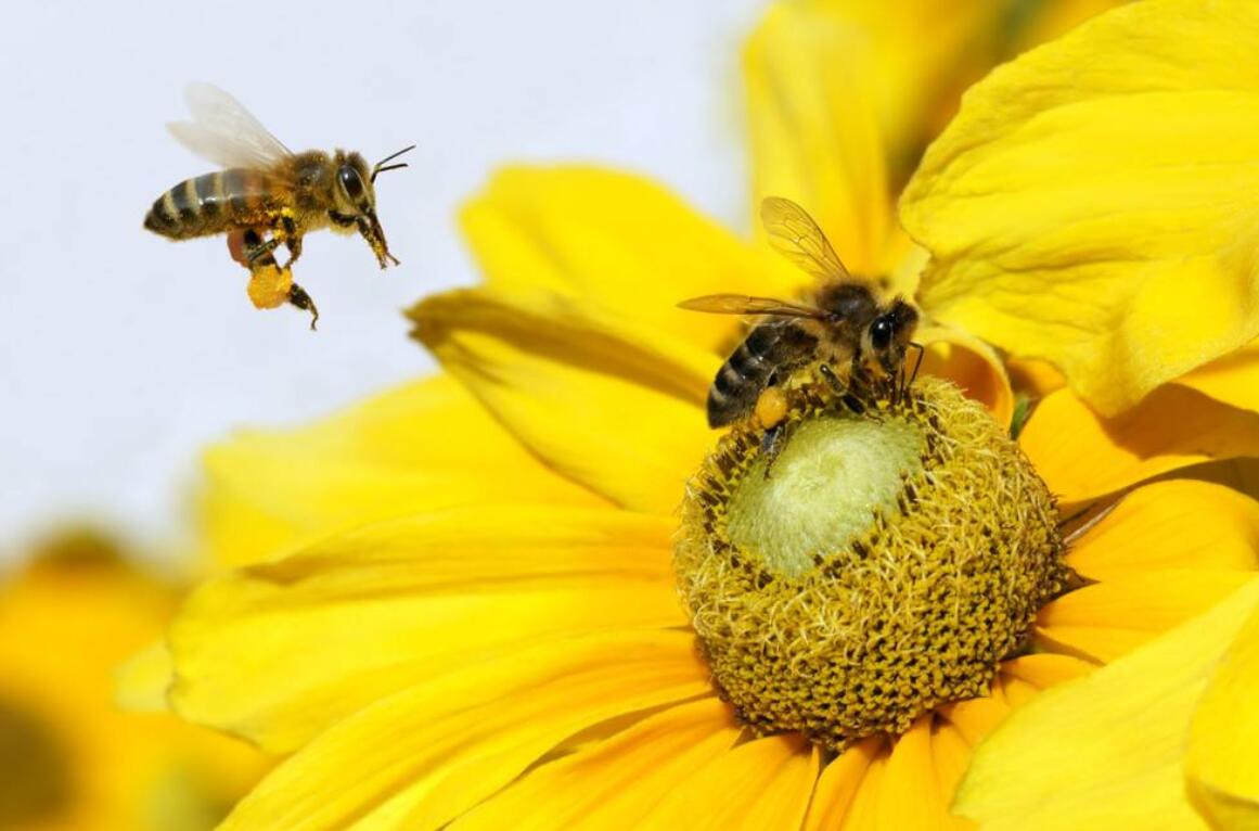 勤劳的精灵,采得百花酿成蜜,让人类享受自然的甘甜